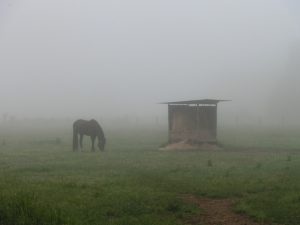 霧の中の馬