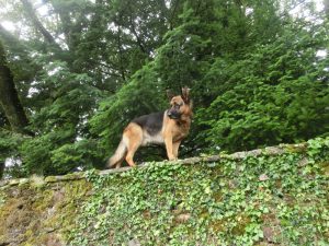 塀の上のシェパード犬