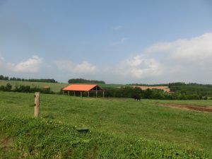 牛の放牧地