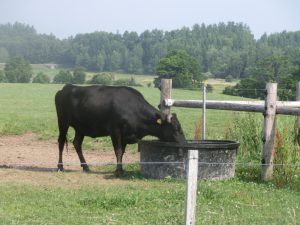 黒い牛が水を飲んでいた