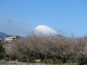 梅と富士山