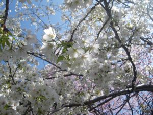 白い河津桜